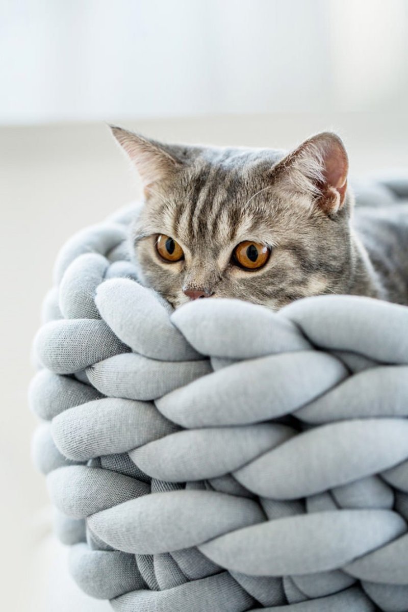 Canasta De Gato Gruesa